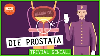 Was macht die Prostata? | Trivial Genial | DAK-Gesundheit