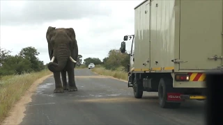 African elephant  attacks car and run