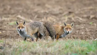 The Mating Season of fox  acomplex and intriguing dance