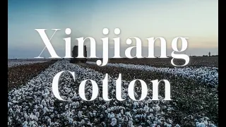 A song for Xinjiang Cotton