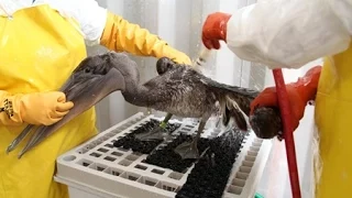 Respond and Restore: Fish and Wildlife Service’s Role in Oil Spills