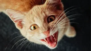 😹 Funniest Scared Cats 🙀 Compilation