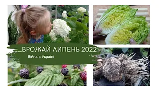 ВЛОГ Життя в селі: ВІЙНА В УКРАЇНІ // ВРОЖАЙ ЛИПНЯ 🥒🧄 // БУЛОЧКИ З ОЖИНОЮ🥨