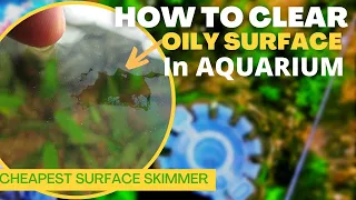 HOW TO CLEAR OILY SURFACE IN AQUARIUM WITH HOB 🤔 Aquarium Hack