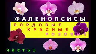 Фаленопсисы бордовых, красных, розовых оттенков . Часть 1.