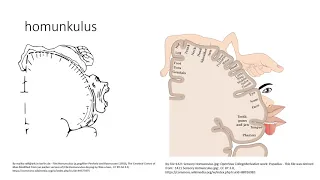 Nervová soustava VII - koncový mozek (kůra, bazální ganglia a limbický systém)