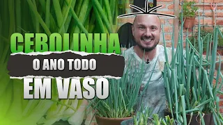 CEBOLINHA em VASO | Segredo para cultivar e colher o ano todo