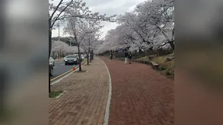 Очень красивая сакура в корее или поткот (벚꽃) .