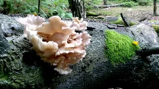 Foraging For Oyster Mushrooms In The New Forest