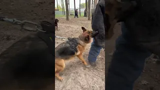 Тренировка охрана ( кусачка )  #немецкаяовчарка #germanshepherd #кинолог