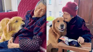 Mao Mao also knows how to take care of grandmother❤️ #聪明旺豆豆 #goldenretriever