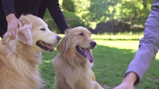 Dog Training with Experts from Purina  | Tractor Supply Co.