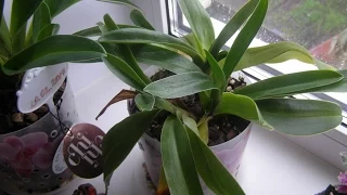 Мои ошибки в уходе за орхидеями Пафиопедилум.