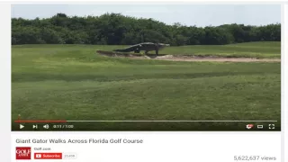 (Fake) Giant Gator walks across Florida Golf Course. {Fake)