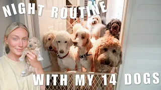 SUMMER NIGHT ROUTINE WITH 14 DOGS | GOLDENDOODLE DOG BREEDER