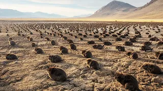 Esto Es Lo Que Le Pasa Al Desierto Si Le Metes Castores