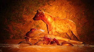 GRAPHIC!!! NOT FOR SENSITIVE VIEWERS - Hyena EATS kudu ALIVE!