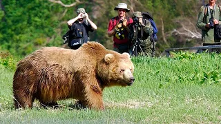 Медведь носил металический бондаж много лет. Вот что произошло, когда его освободили