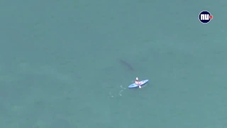 БЕЛАЯ АКУЛА в КАЛИФОРНИИ!!!  WHITE SHARK in CALIFORNIA!!!!