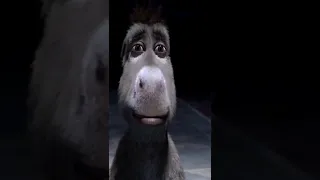 staring donkey