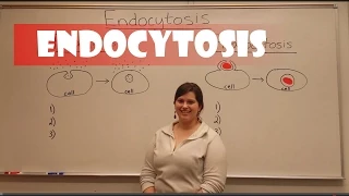 Endocytosis (Pinocytosis & Phagocytosis)