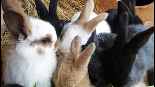 НЕТ СЛОВ😀ВСЕМ ПРИВЕТ😎КОРМЛЕНИЕ СОДЕРЖАНИЕ РАЗВЕДЕНИЕ КРОЛИКОВ🐇🐇🐰🐰🐇🐰