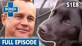 Prison Inmates Training Puppies 🗝 | Bondi Vet Season 1 Ep8 | Bondi Vet Full Episodes | Bondi Vet