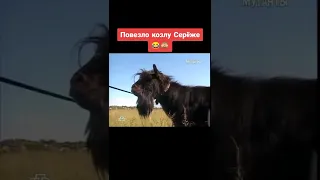 Козел по имени Сережа #shorts