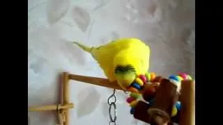 Говорящий попугайчик Шушка