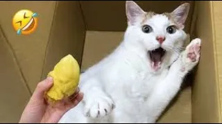 New Cute and Funny Animals 2024 🤣 Funniest Cats and Dogs Videos #54