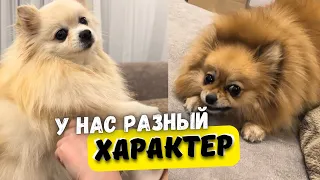 Шпицы 🐾 Разные по Характеру и поведению собаки