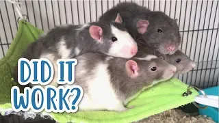 INTRODUCING MY RATS... AGAIN