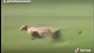 Най-бързото животно на света