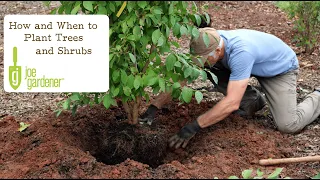 How and When to Plant Trees and Shrubs