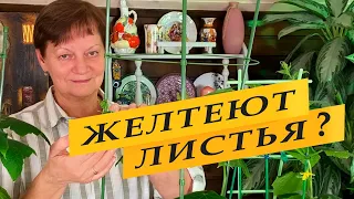 Почему желтеют листья  огурцов и дома, и на улице.