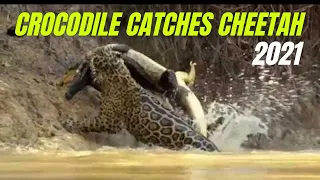 Hunting by a Tiger || Jaguar vs croco combat à mort!!! incroyable!!