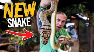 GETTING THE LAST OF THE GIANT SNAKES FOR MY REPTILE ZOO!! | BRIAN BARCZYK