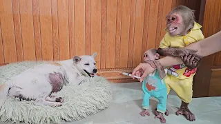 So funny cute! Monkey Su & Kuku secretly hid medicine stop mom because afraid dog pain