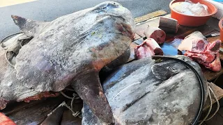 800kg! 1년에 한번 잡히는 어마어마한 사이즈! 초대형 개복치 해체 작업 / Giant Sunfish Cutting Skill | Korean Street Food