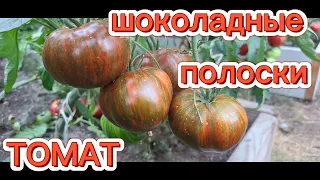 ТОМАТ ШОКОЛАДНЫЕ ПОЛОСКИ. ОБЗОР КУСТА И ПОМИДОР 🍅.