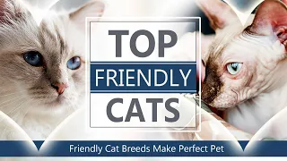 If you don't have a cat here a Friendly Cat Breeds Make Perfect Pet