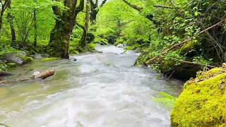 4K HDR Beautiful mountain river flowing in raining wheater, Relaxing river sound.