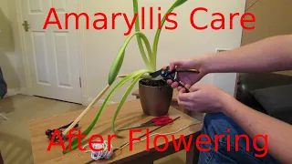 Amaryllis Care, After Flowering