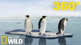 Vidéo 360° Exploration de manchots et de phoques en Antarctique