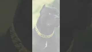 Black pitbull dog attitude whatsapp status #viral #shorts