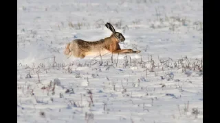Очередная охота на зайца и лису. Состоялась охота зимой 2019. Хорошо поохотились.