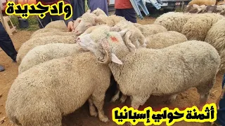 سوق أحد سبع  عيون عمر بحولي إسبانيا🐑ومليح تحولي تالعيد آظحى 2024/04/28 مع أمطار الخير