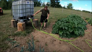 Watering the Garden with IBC Tote During Drought