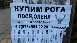 Зачем скупают рога? Кто этим занимается?