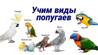 Учим виды попугаев/we teach the types of parrots